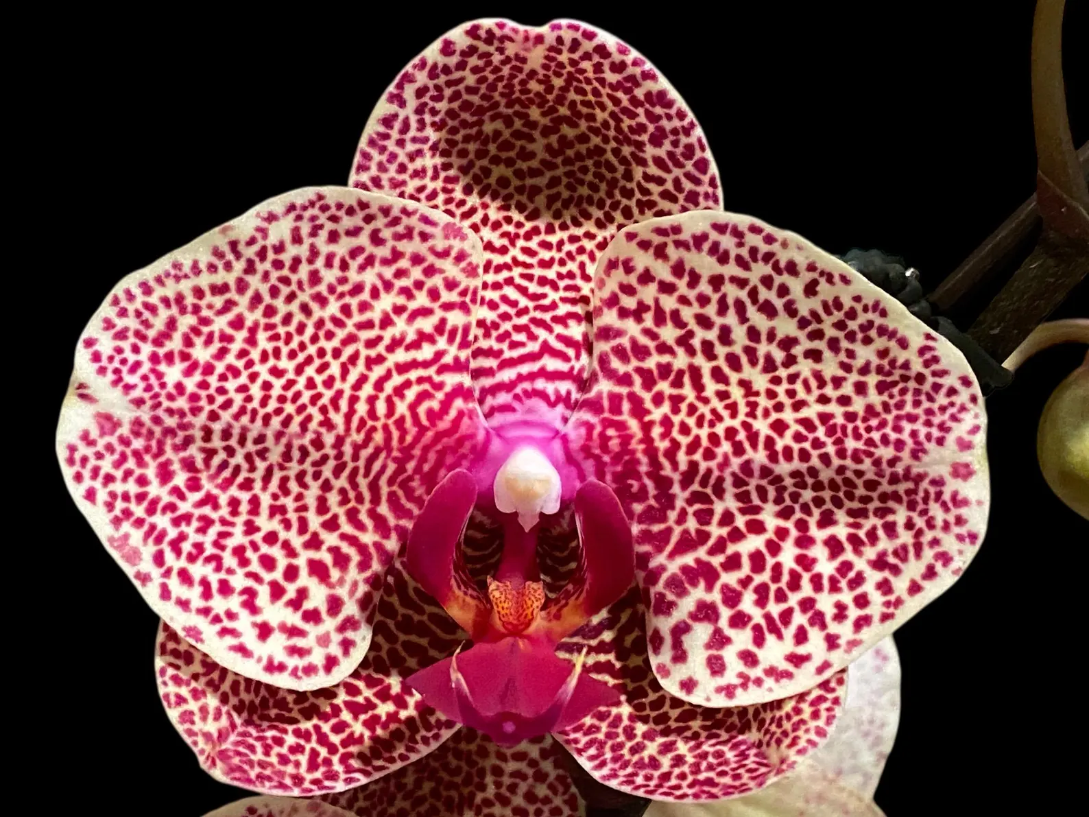 seasame1 In Spike Phalaenopsis I-Hsin Seasame (4.5" pot) - Image 1