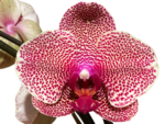 In Spike Phalaenopsis I-Hsin Seasame (4.5" pot) - Image 2