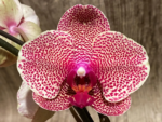 In Spike Phalaenopsis I-Hsin Seasame (4.5" pot) - Image 3