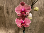 In Spike Phalaenopsis I-Hsin Seasame (4.5" pot) - Image 4
