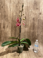 In Spike Phalaenopsis I-Hsin Seasame (4.5" pot) - Image 5