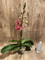 In Spike Phalaenopsis I-Hsin Seasame (4.5" pot) - Image 6