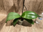 In Spike Phalaenopsis I-Hsin Seasame (4.5" pot) - Image 7