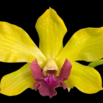 Dendrobium Thongchai Gold