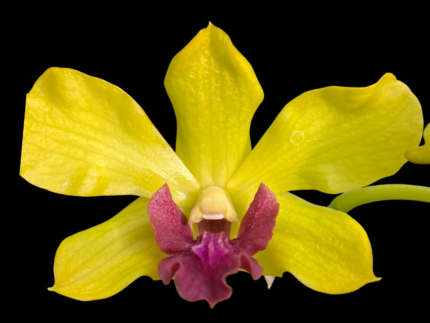 Dendrobium Thongchai Gold
