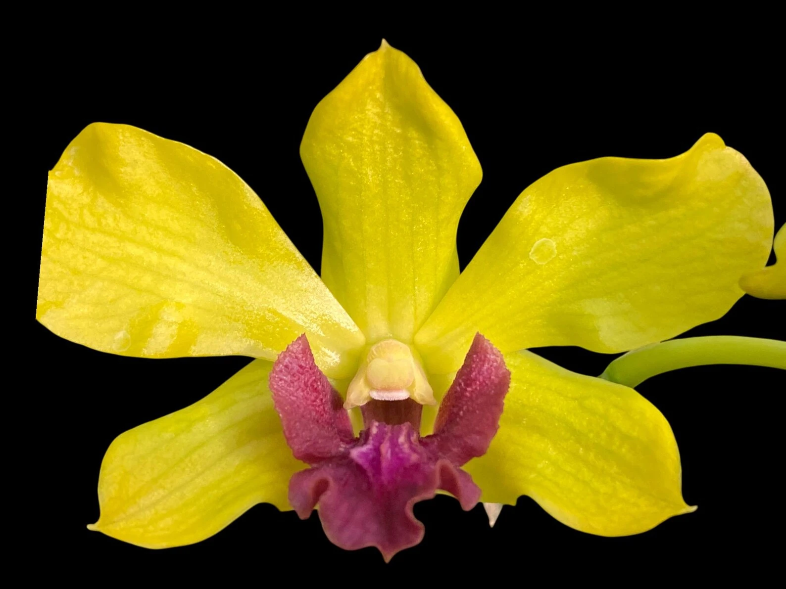 Dendrobium Thongchai Gold Dendrobium Thongchai Gold