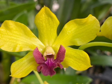 Dendrobium Thongchai Gold