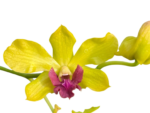 Dendrobium Thongchai Gold (3.5” Pot) - Image 3