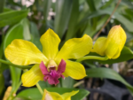 Dendrobium Thongchai Gold (3.5” Pot) - Image 4