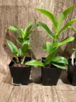 Dendrobium Thongchai Gold (3.5” Pot) - Image 5