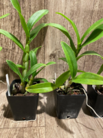 Dendrobium Thongchai Gold (3.5” Pot) - Image 6