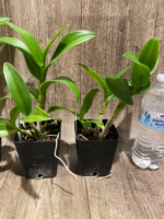 Dendrobium Thongchai Gold (3.5” Pot) - Image 7