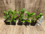 Dendrobium Thongchai Gold (3.5” Pot) - Image 8