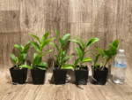 Dendrobium Thongchai Gold (3.5” Pot) - Image 9