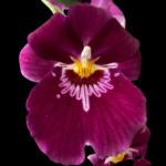 Miltoniopsis Bert Fields 'Eileen’ AM/AOS
