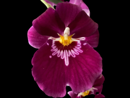 Miltoniopsis Bert Fields 'Eileen’ AM/AOS