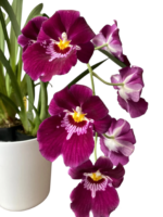 In Spikes Miltoniopsis Bert Fields 'Eileen’ AM/AOS (3.5" Pot) - Image 2