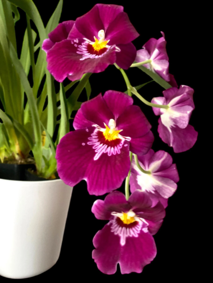 Miltoniopsis Bert Fields 'Eileen’ AM/AOS