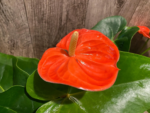 Anthurium Orange