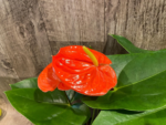 Anthurium Orange