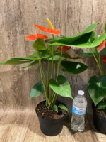 Anthurium Orange (6” pot) - Image 8