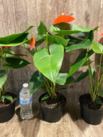 Anthurium Orange (6” pot) - Image 9