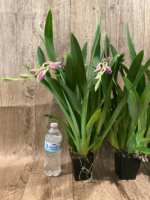 In Spikes Miltoniopsis Bert Fields 'Eileen’ AM/AOS (3.5" Pot) - Image 5