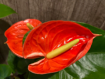 Anthurium Orange