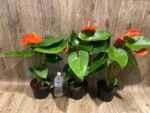 Anthurium Orange (6” pot) - Image 7