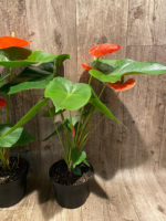 Anthurium Orange (6” pot) - Image 10