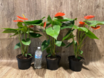 Anthurium Orange (6” pot) - Image 6