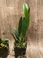 IN BUDS - Blc. Copper Queen (Bl. Richard Mueller x Blc. Toshia Aoki) (3.5" pot) - Image 4