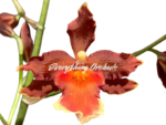 Oncidium Hilo Firecracker 'Sangria'