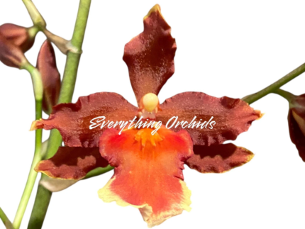 Oncidium Hilo Firecracker 'Sangria'