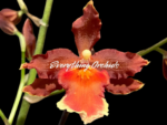Oncidium Hilo Firecracker 'Sangria'