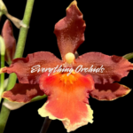 Oncidium Hilo Firecracker 'Sangria'