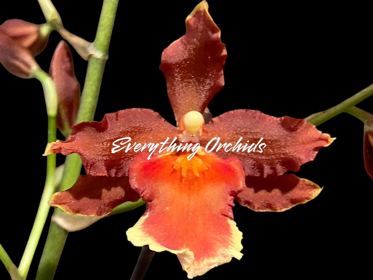 Oncidium Hilo Firecracker 'Sangria' Oncidium Hilo Firecracker 'Sangria'