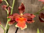 Oncidium Hilo Firecracker 'Sangria'