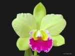 IN BUD Fragrance Blc. Hsinying Greenworth 'NN' Fragrant (5 pot)