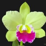 IN BUD Fragrance Blc. Hsinying Greenworth 'NN' Fragrant (5 pot)