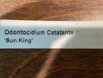 DOUBLE SPIKES - Ons. Catatante ‘Sun King’ (3.5” pot) - Image 9
