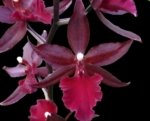 In Spike Colmanara Masai Red (3.5” pot)
