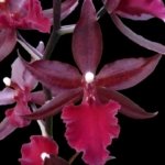 In Spike Colmanara Masai Red (3.5” pot)