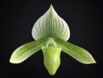 In Spike Paphiopedilum Maudiae Green (3.5” pot)