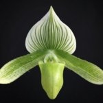 In Spike Paphiopedilum Maudiae Green (3.5” pot)