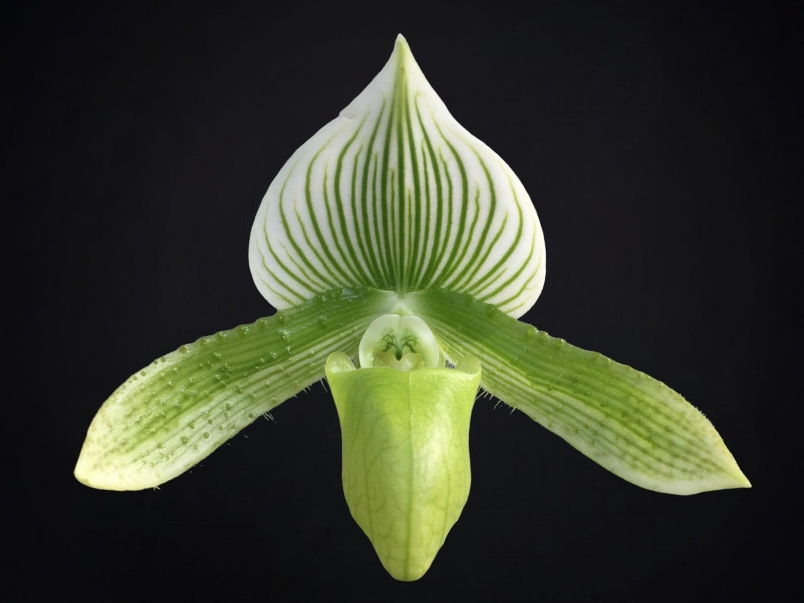 il_fullxfull.6231673245_fqq7.jpg In Spike Paphiopedilum Maudiae Green (3.5” pot) - Image 1