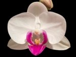 Phalaenopsis Shulong TWM-O1825 (3” Pot)