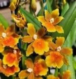 Oncoptelopsis Brazilian Sun 'Samba' (3.5” pot) - Image 2