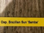 Oncoptelopsis Brazilian Sun 'Samba' (3.5” pot) - Image 6