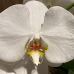 Phalaenopsis Sogo Yukidian "V3" Large Flower Cascade Huge Plant (6" pot)